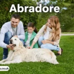 abradore