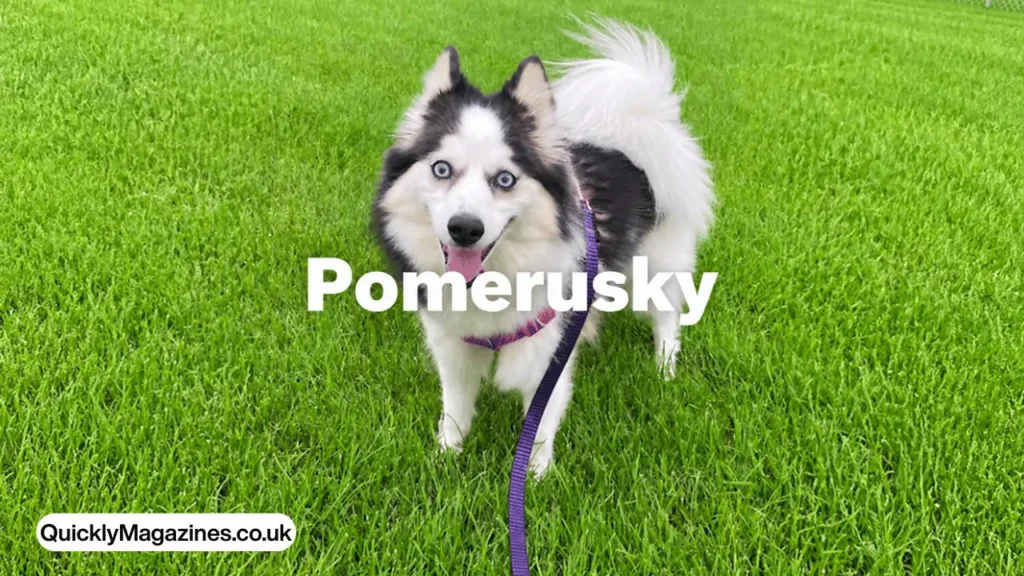pomerusky