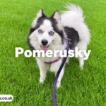 pomerusky