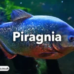 piragnia