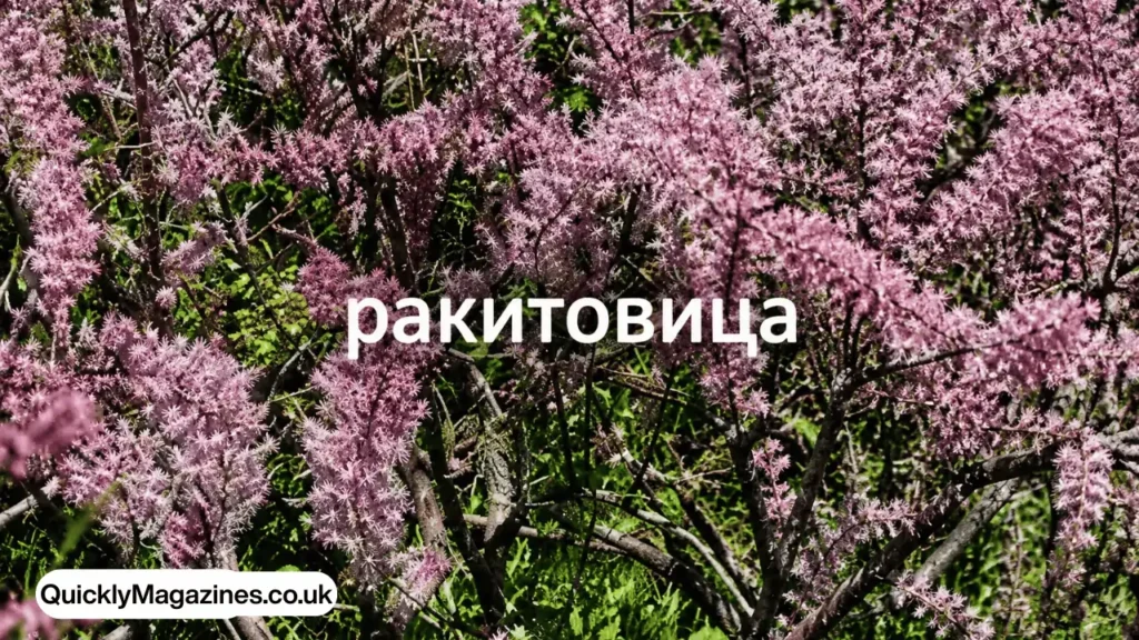 ракитовица