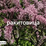 ракитовица